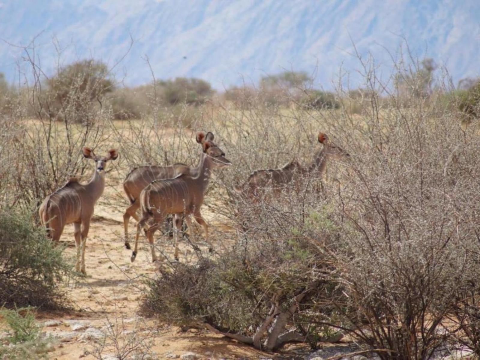 Camp Gecko - Private Nature Reserve; Tented Camp And Campsite Solitaire Exteriör bild